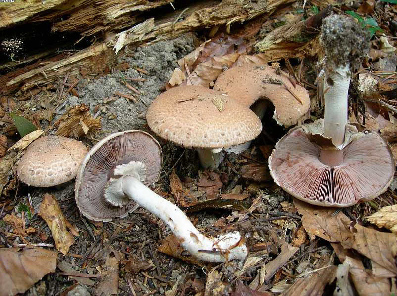 FUNGHI MISTERIOSI
